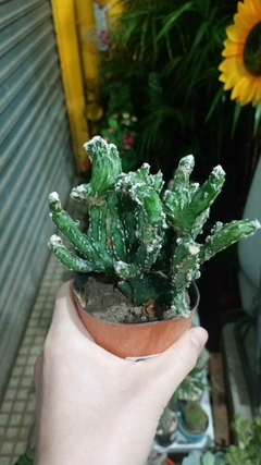 cactus nevadito