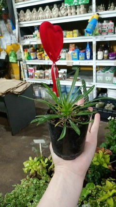 CACTUS PACHIPODIUM