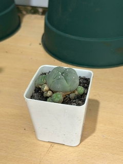 CACTUS PEYOTE - El Viverito