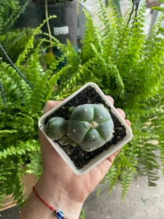 CACTUS PEYOTE en internet