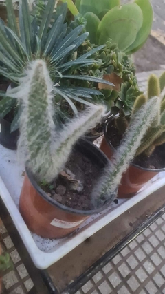 CACTUS VIEJITO "OPUNTIA" M14
