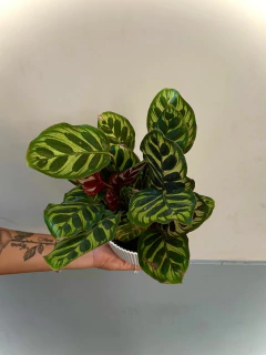 CALATHEA GOEPPERTIA MAKOYANA - comprar online