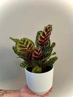 CALATHEA GOEPPERTIA MAKOYANA en internet