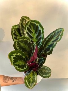 CALATHEA MEDALLION - comprar online