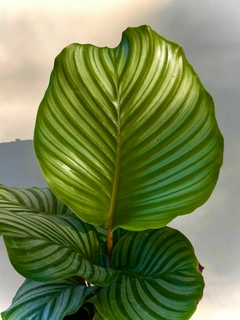 CALATHEA ORBIFOLIA en internet