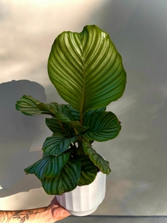 CALATHEA ORBIFOLIA - comprar online