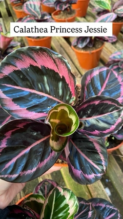 CALATHEA ROSEOPICTA Princess Jessie - comprar online