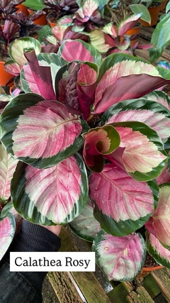 CALATHEA ROSEOPICTA ROSSIE - comprar online