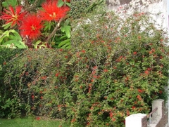 CALLIANDRA TWEEDII( INGA P. )