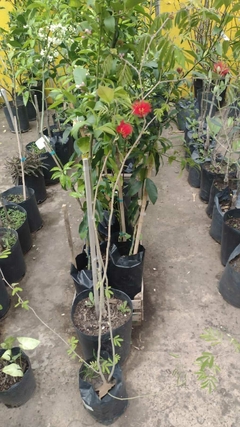 CALLIANDRA TWEEDII( INGA P. ) - comprar online