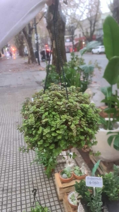 CALLISIA REPENSE (PELUCA NEGRA)