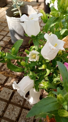 CAMPANULA - comprar online