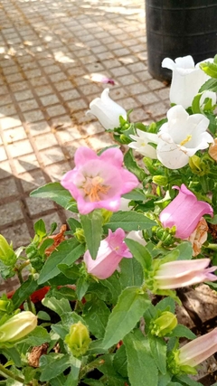 CAMPANULA en internet