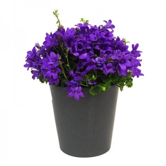 CAMPANULA - El Viverito