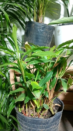 HEDYCHIUM ( CAÑA AMBAR )