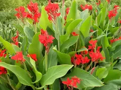 CANNA INDICA ( ACHIRA ) - tienda online