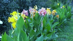 CANNA INDICA ( ACHIRA ) - El Viverito