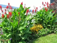CANNA INDICA ( ACHIRA ) - comprar online