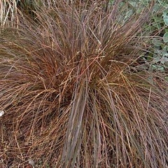 CAREX BRONCINA 4LTS