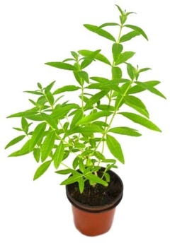 COMBO AROMATICAS + MACETA JARDINERA - comprar online