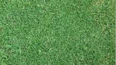 CESPED BERMUDA GOLF - comprar online