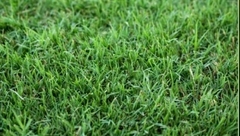 CESPED BERMUDA GOLF