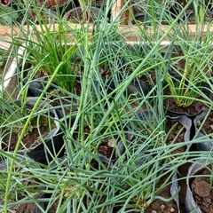 Imagen de COMBO AROMATICAS + MACETA JARDINERA