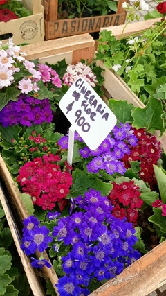 CINERARIA DE FLOR
