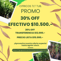 MANDARINA CRIOLLA COMUN en internet