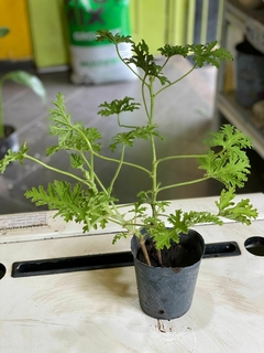 CITRONELLA en internet