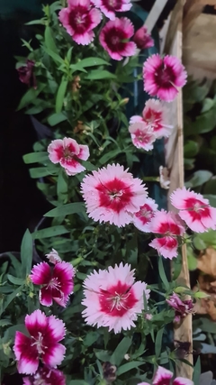 PLANTINES M12 FLORALES ( 2DA OPCION ) - El Viverito