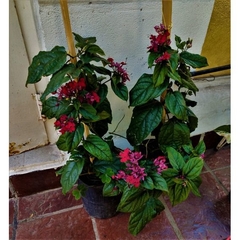 CLERODENDROM