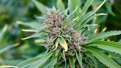 SMARTER FERTILIZANTE ORGANICO 250CC BIO MAMBORETA