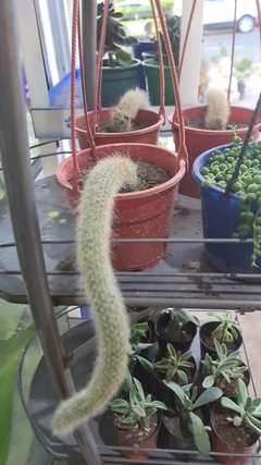 CACTUS COLA DE MONO