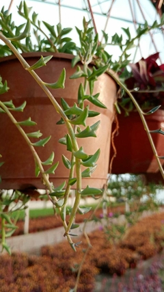 Senecio peregrinus