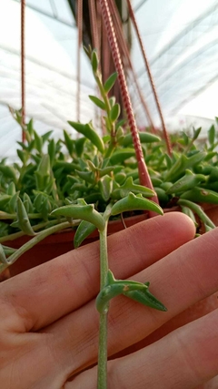 Senecio peregrinus - comprar online