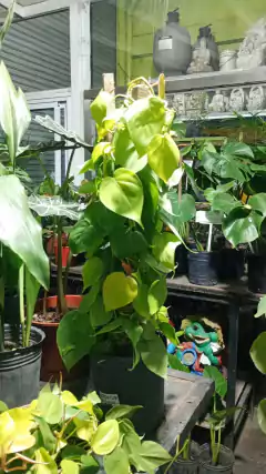 CORDATUM LEMON
