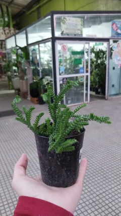 Crassula muscosa suculenta - comprar online