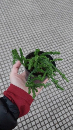 SUCULENTAS VARIAS