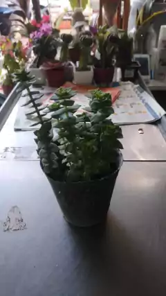 Crassula perforata SUCULENTA