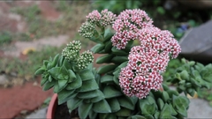 Crassula Springtime SUCULENTA - comprar online