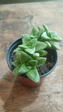 Crassula Springtime SUCULENTA