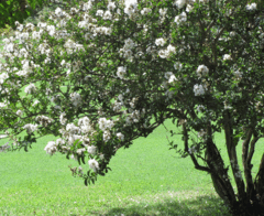 CRESPON LAGERSTROEMIA INDICA ARBOL - comprar online