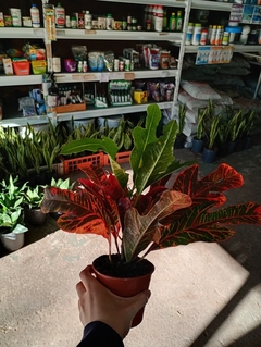 CROTON EXCELLENT - comprar online