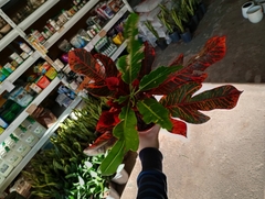 CROTON EXCELLENT