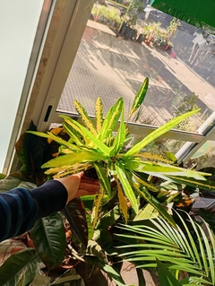 CROTON FIDEO en internet