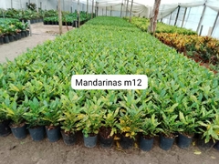CROTON MANDARINA M12
