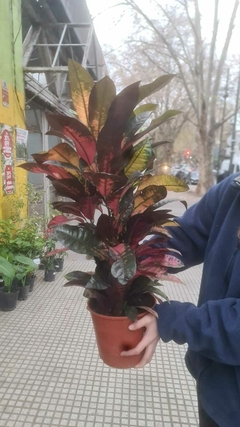 CROTON MONALISA - El Viverito