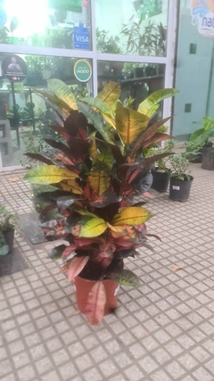 CROTON MONALISA - tienda online