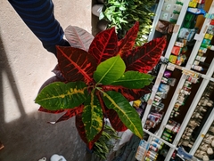 CROTON NORMA